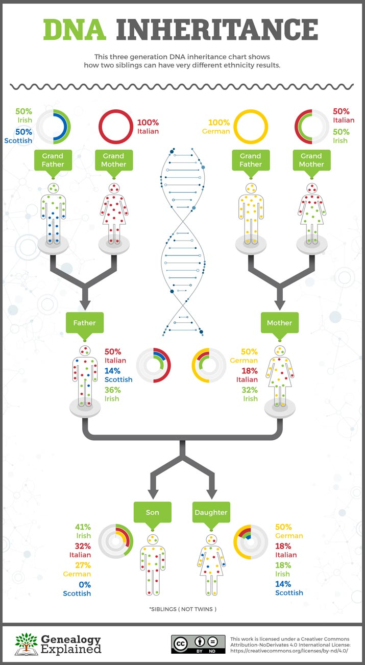 Do siblings have the same DNA?